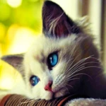 Logo of Cutest Cats Wallpaper android Application 